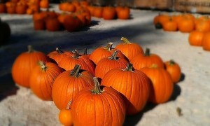 Purchase a Pick A Pumpkin ticket from any currently enrolled family to come choose a pumpkin from our pumpkin patch at the Children's Festival on Saturday, October 24, 2015 from 10am to 3pm at the Creekside Park in Winters.